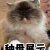 买包不如养它！带”白手套”的布偶才是2025最值得投资的喵界奢侈品