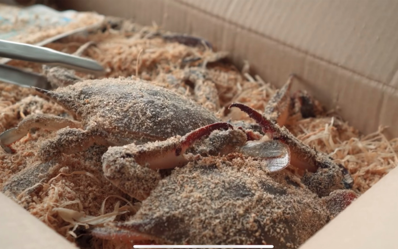 【Honeyjubu中配/搬运】秋天的美食～（偷饭贼篇）_哔哩哔哩_bilibili