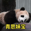 青思妹宝真的长得很甜美可人，明眸皓齿，微笑唇，自娱自乐的性格。自从青云哥哥不在后，青思独占妈妈的母乳，把属于哥哥的那份奶都喝了，长得贼快贼快