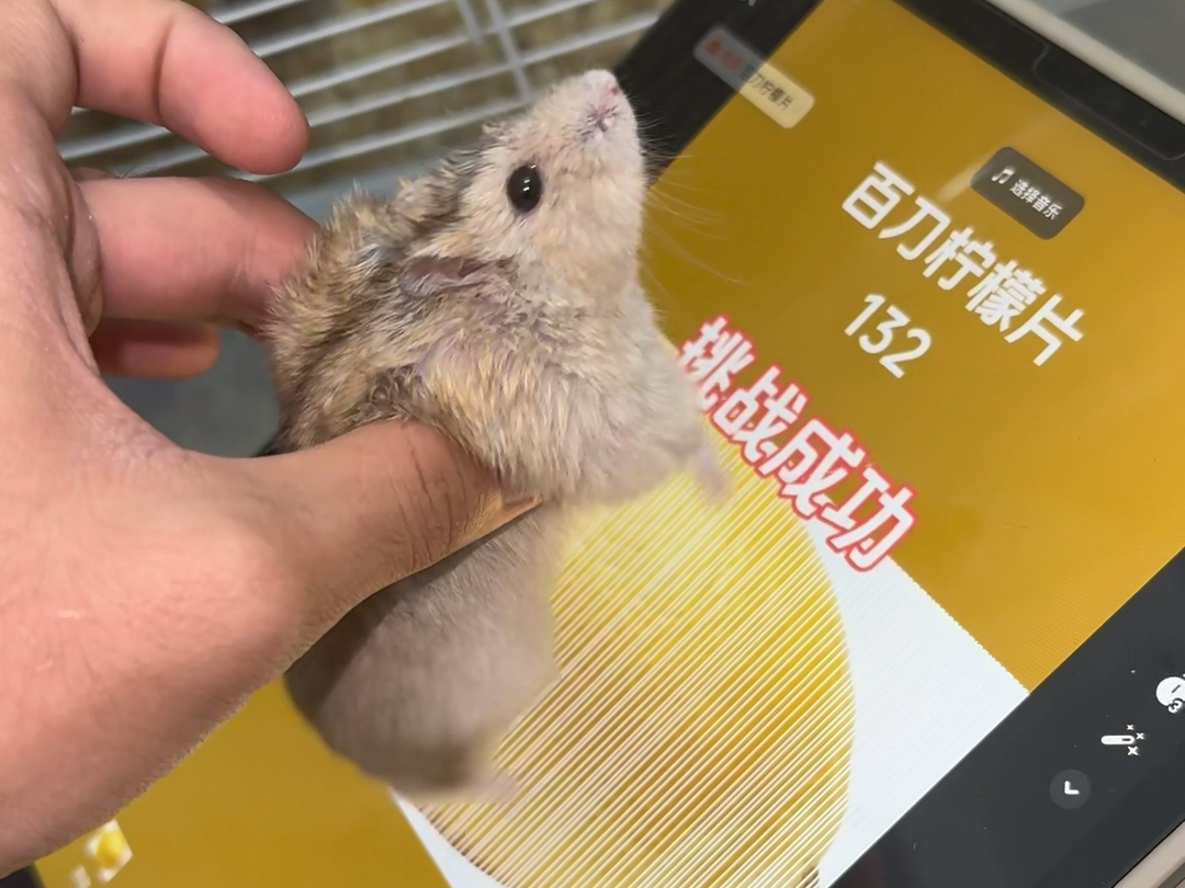 鼠鼠挑战百刀柠檬片成功！