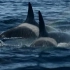 虎鲸究竟有多凶猛？灰鲸为确保幼鲸安全无奈绕道躲避虎鲸迁徙！