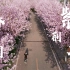【航拍·一镜到底】桂电最美的紫荆花路