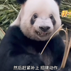 萌二真的太可爱了，掰竹子的时候忘记呲牙了赶紧补一个，游客花了5块钱，萌二就必须把流程走满！#大熊猫萌二 #北京动物园