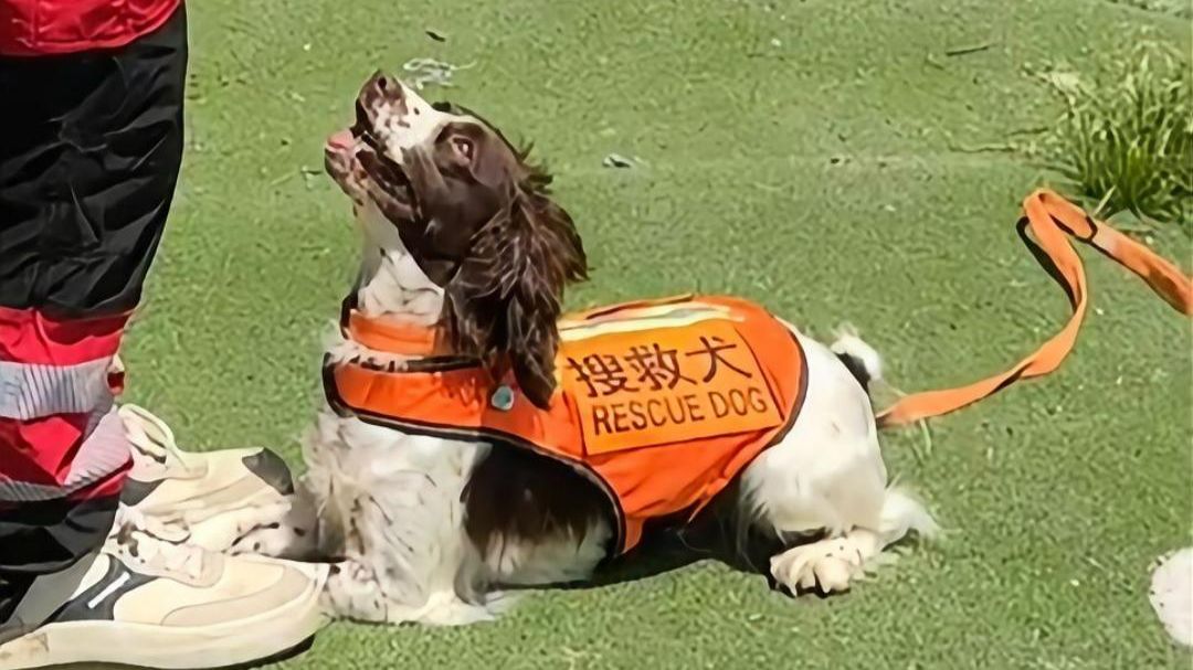 谢谢你们，曾为人类拼过命【搜救犬】