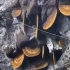 带你们看看野生悬崖蜜，大型采蜜现场