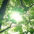 夏天树荫清凉阳光素材空境