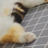 《折耳加菲》睡的这么丑萌的小猫咪你见过吗？