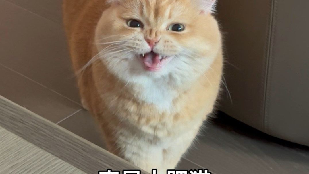 胖胖咪的诗意猫生～