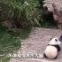 “抱大腿”熊猫宝宝，萌翻全球