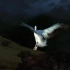 感叹于世界顶级纪录片所带来的的生命诠释——《迁徙的鸟》