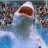 为什么海洋馆都不敢养大白鲨，是因为凶猛吗？内部人员说出真相！
