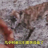 到屠宰场救狗看到无法忘记的一幕狗狗就这样活活的被宰杀了