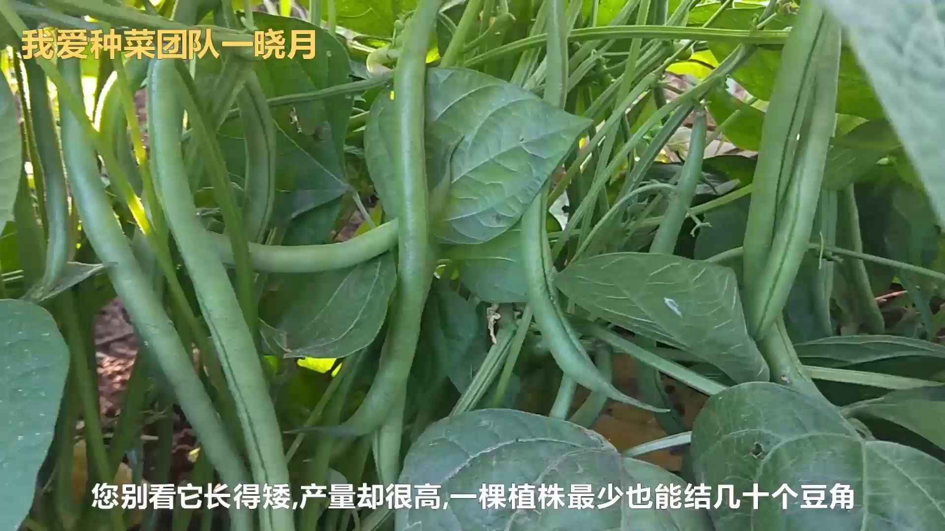 豆角摄影图__蔬菜_生物世界_摄影图库_昵图网nipic.com