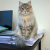 西伯利亚森林猫｜爱读书的喵博士