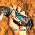 救助一只羽毛畸形爪子坏死的三宝鸟，请勿非法饲养野生动物！