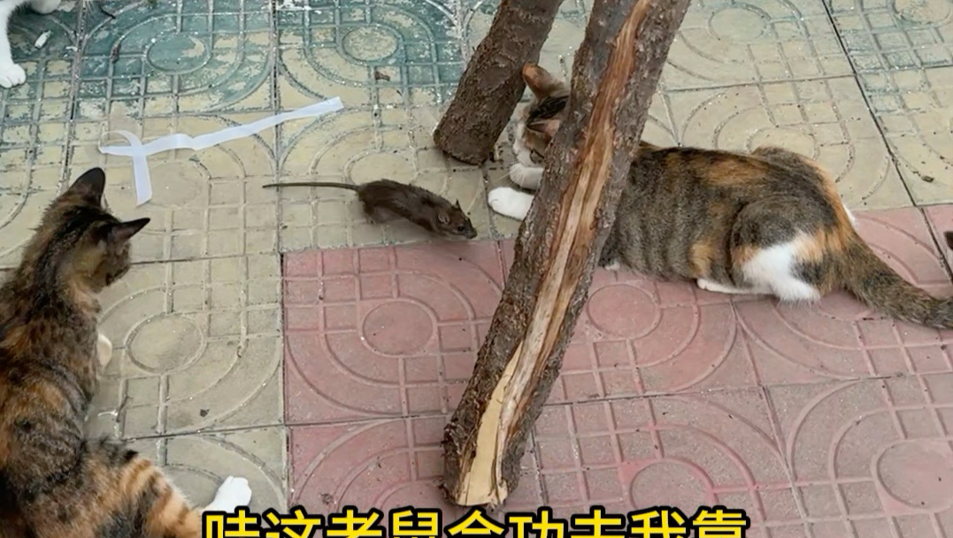 一只老鼠遇到我家六只猫和一条狗，结局万万没想到啊