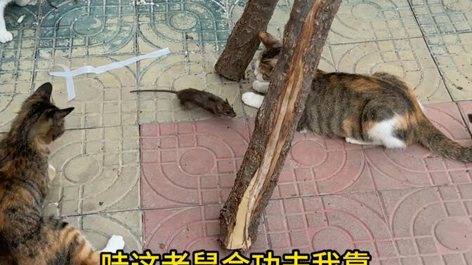 一只老鼠遇到我家六只猫和一条狗，结局万万没想到啊