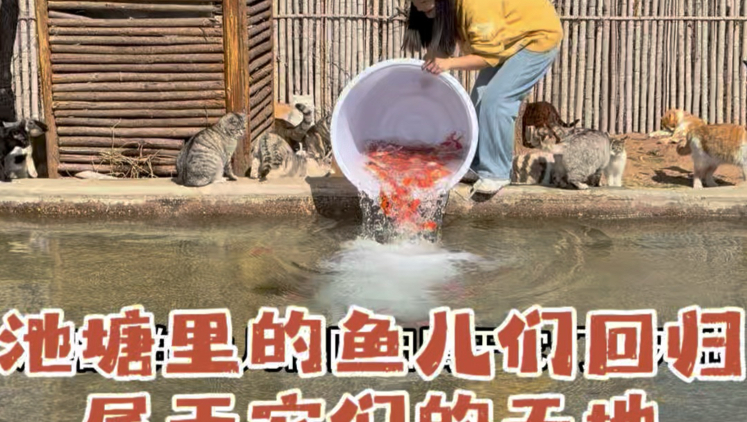 冬将军已褪去，猫猫草场又将迎来春的生机
