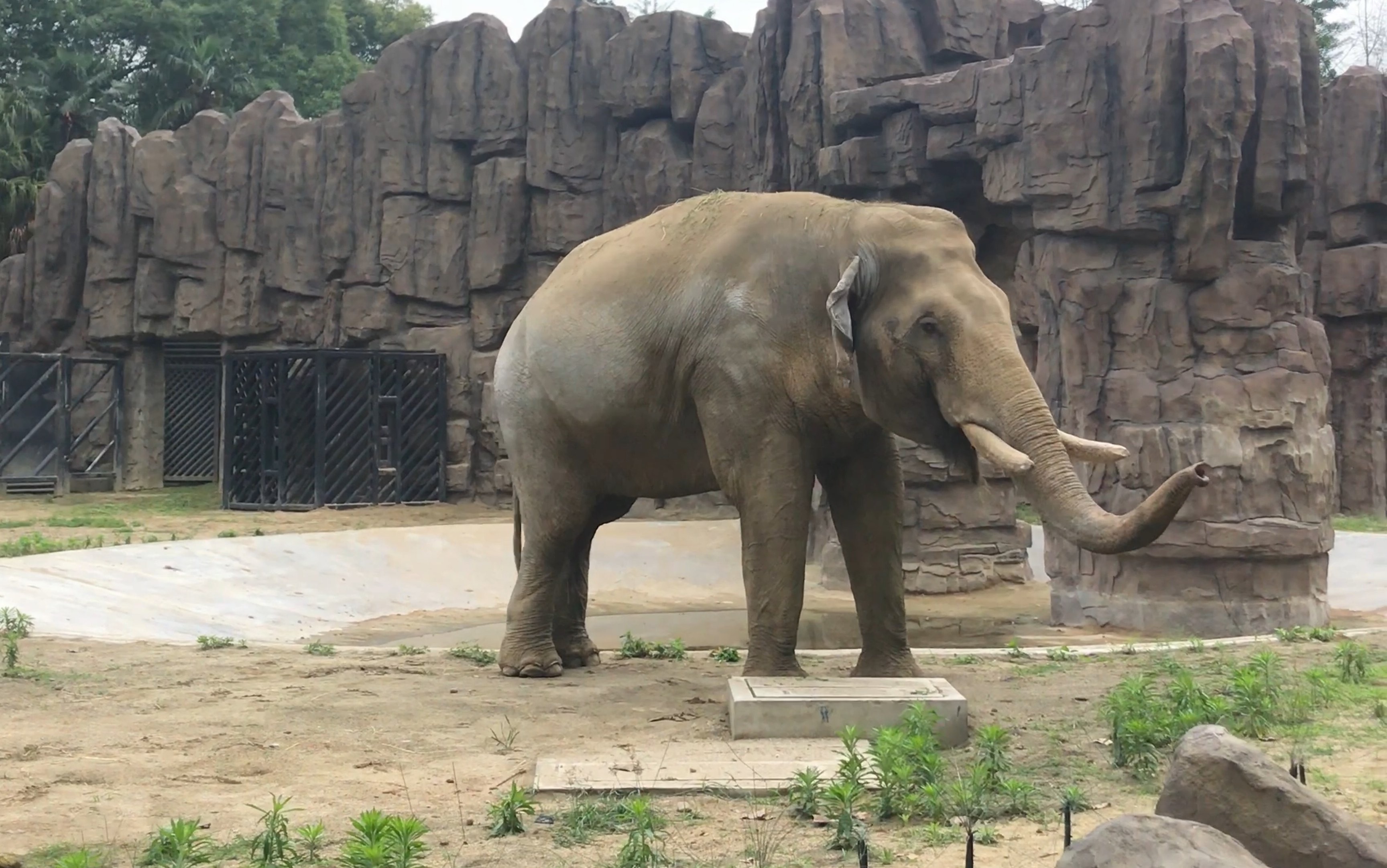大象卖萌讨食 成都动物园