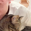 【佐久间大介】十单猫猫宣传视频 最后的表情可爱死