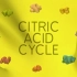 三羧酸循环1: 概览 The Citric Acid Cycle: An Overview