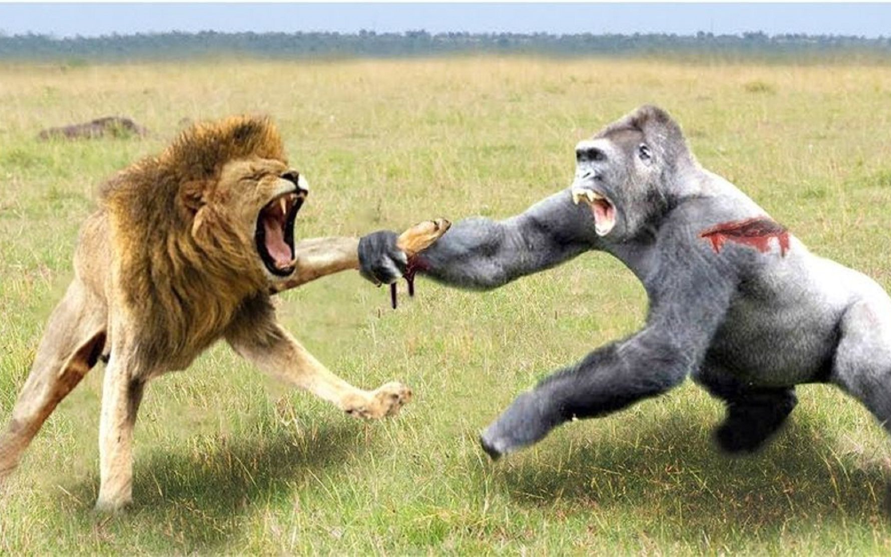 狮子的狂妄与蠢笨：挑战大猩猩攻击的后果！