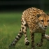 【Cheetah】高速摄像机下奔跑的猎豹！