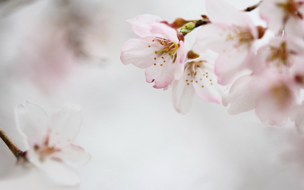 【荨酱-黑历史系列】樱花樱花想见你视频在线