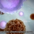 3D动画告诉你CAR T细胞是如何杀死可恶的肿瘤细胞的
