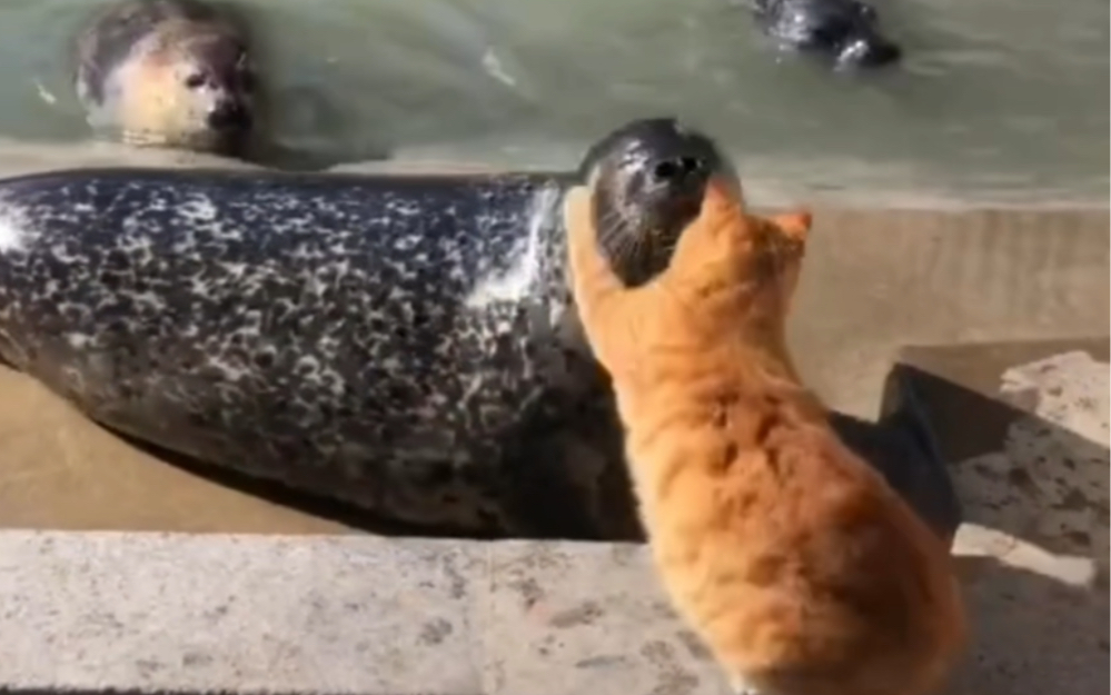 【动物配音】在猫猫眼里，海豹也是海鲜