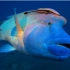 【绝美|史诗】繁盛大堡礁 中 PBS Life on the Reef  720P【果酱字幕组】