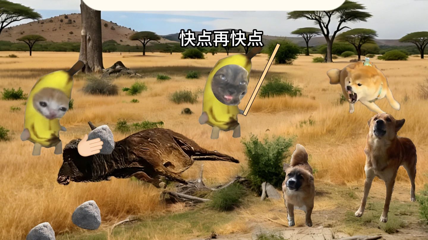 【猫meme】当人类捡起石头的那一刻