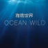 纪录片《海底世界》全4集 【中英双字】 1080P超清