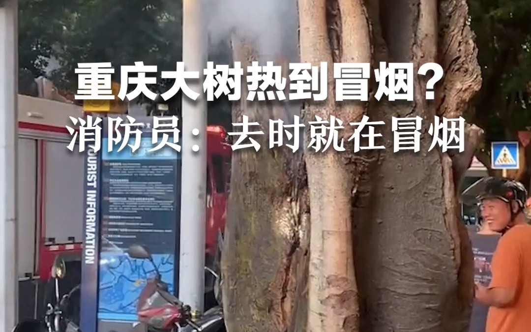 重庆大树热到冒烟？消防员：去的时候就在冒烟 未发现有人丢东西