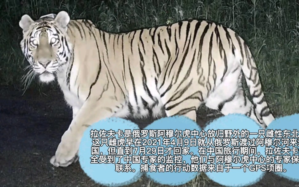 【母虎拉佐夫卡】一只喜欢来中国旅行的老虎