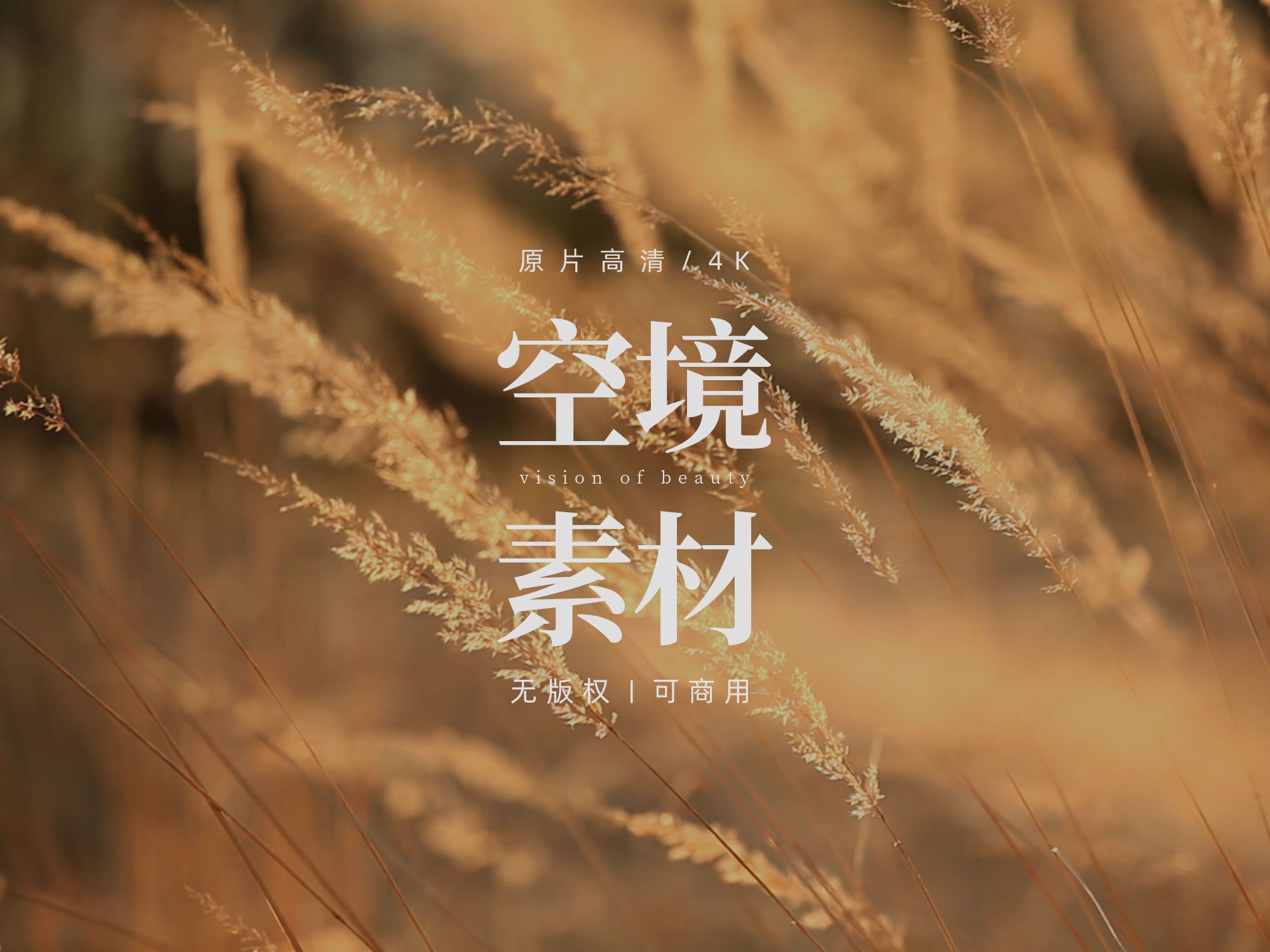 【免版权空镜】夕阳黄昏植物飘动自然风景