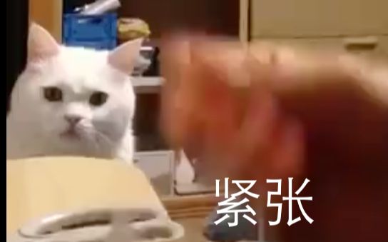 铲屎官拯救猫的小鱼玩具中紧张的小表情