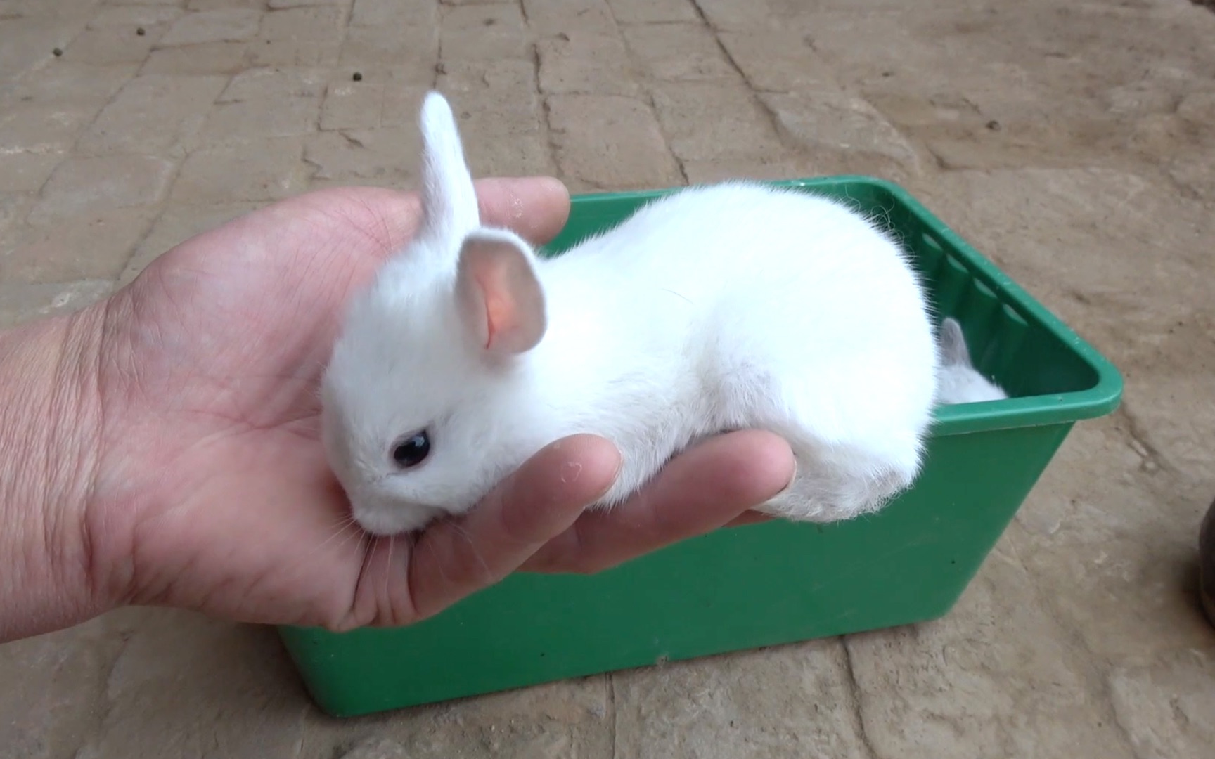 迷你小兔子长大了,开始自己吃东西,让兔子吃一点胡萝卜!