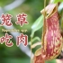 猪笼草，要吃肉【天冬博物日志】【去看植物吧】