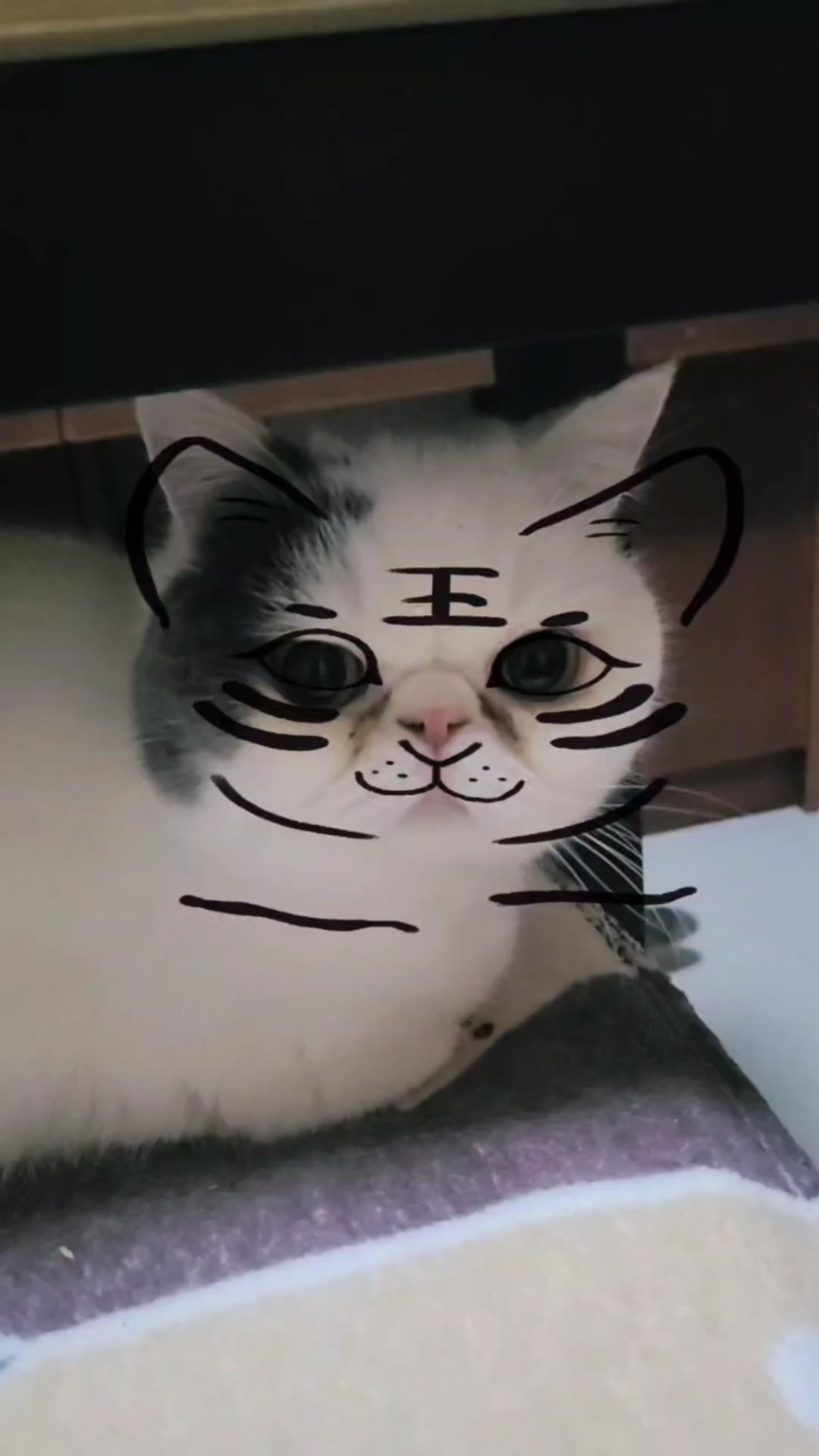不乖的小虎猫_哔哩哔哩_bilibili
