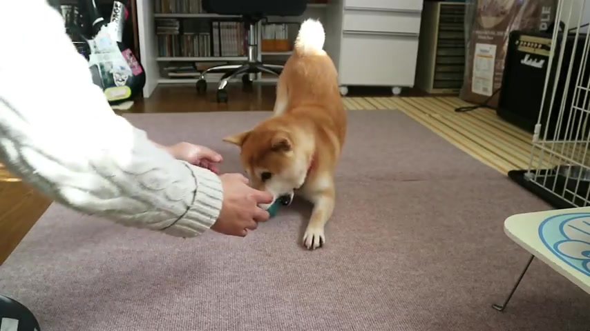 如何饲养柴犬