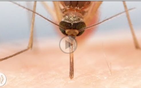 【蚊子有六根针？！】用显微镜看蚊子是怎么吸血的