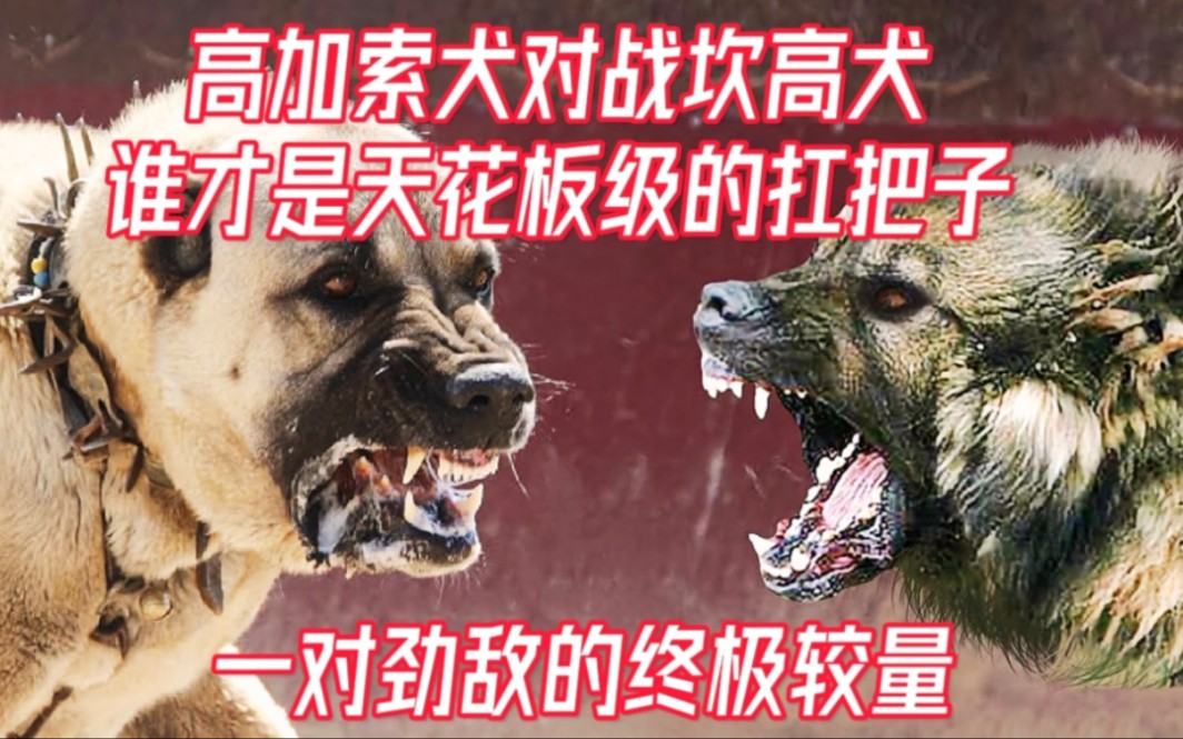 高加索犬大战坎高犬，谁才是天花板级的扛把子