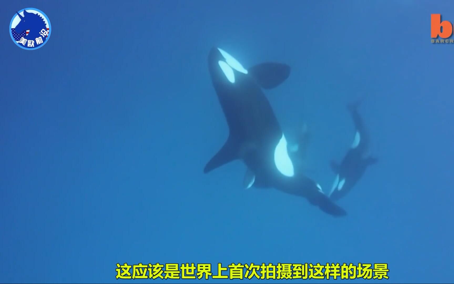 【震撼!】人类第一次拍到海中两大霸王掠食者,虎鲸和虎鲨大决斗!