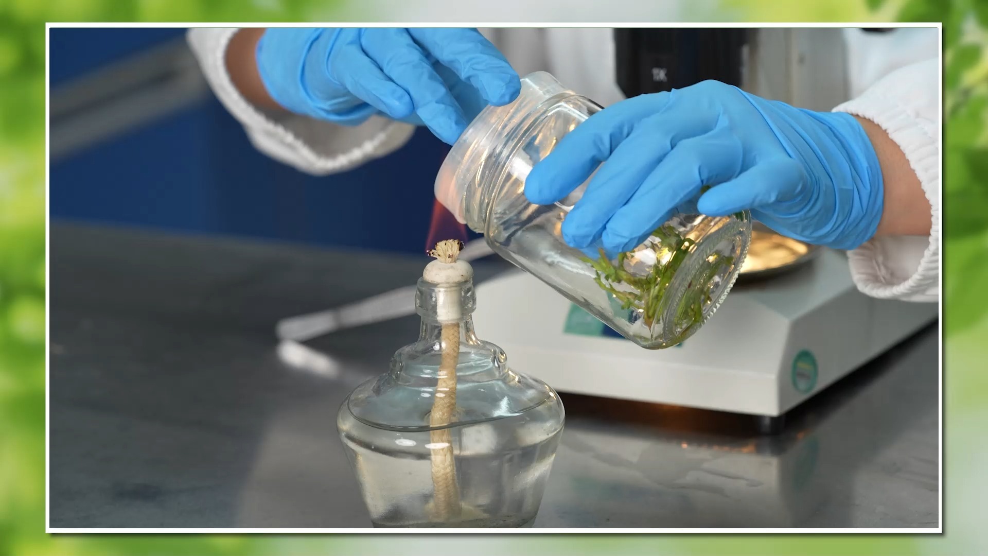 【数字人】工匠精神——草莓脱毒育苗