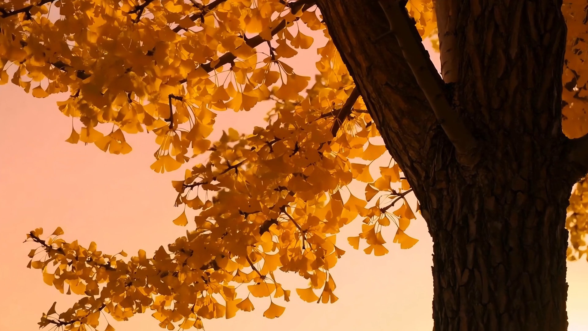 银杏叶特写唯美意境