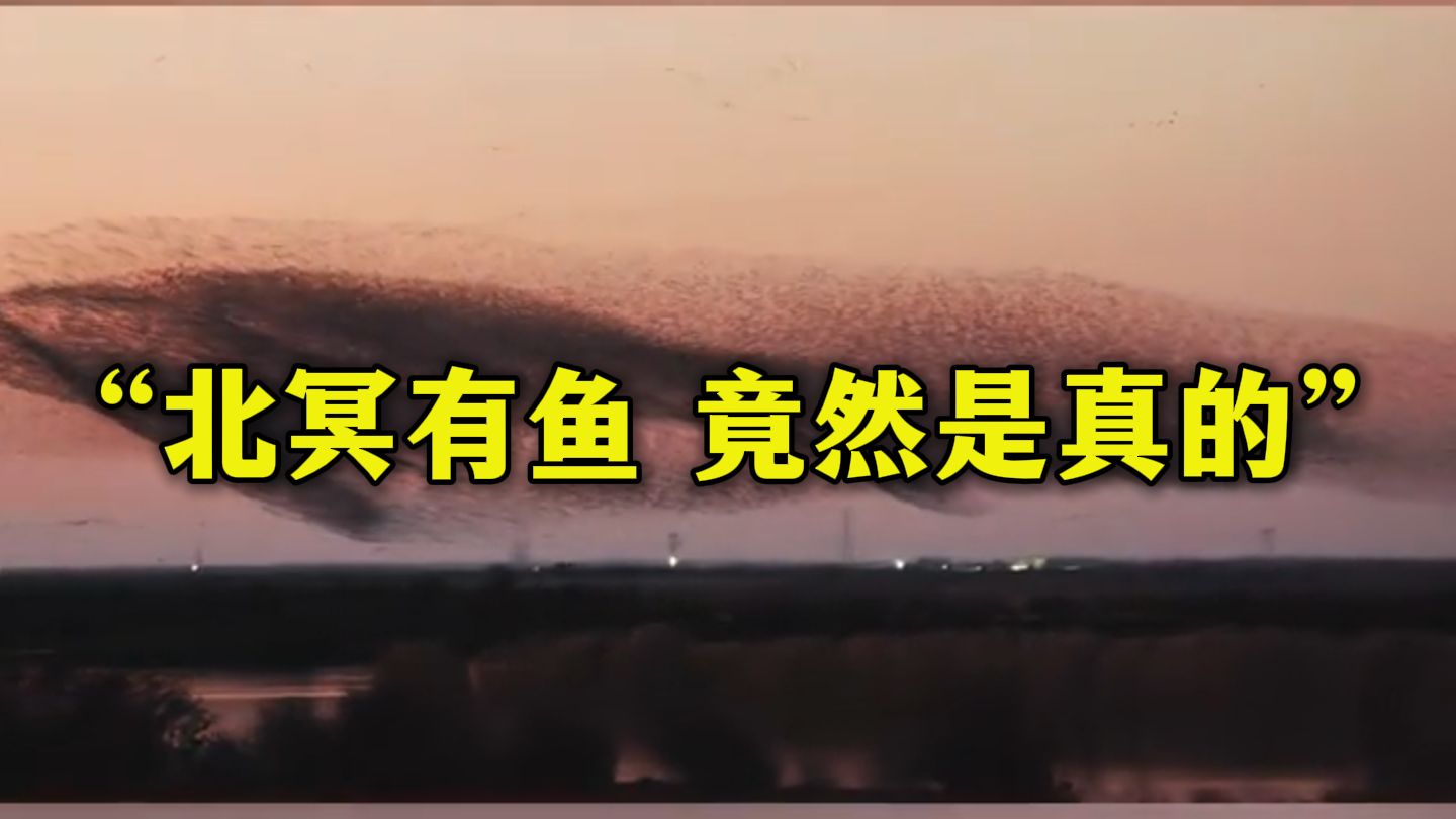 “北冥有鱼，竟然是真的”上热搜，东营数十万只候鸟迁徙似“巨鲲”
