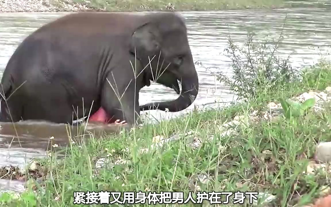 大象冲进河水救人，没想到是在报恩，它比想象中的还要聪明。