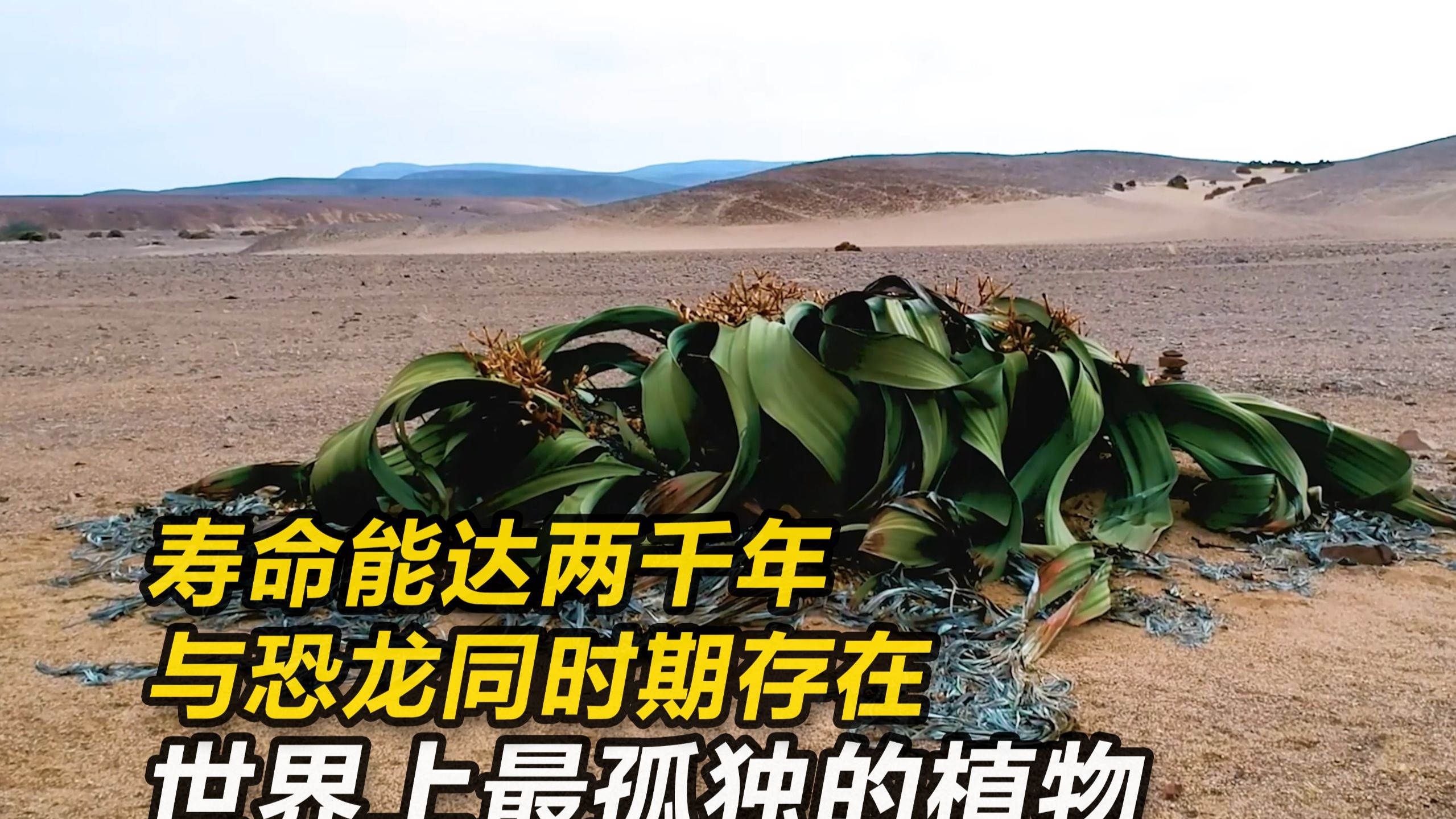 世界上最孤独的植物，也只是植物界的活化石，与恐龙同时期存在