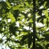 空镜头视频素材 枫叶枫树阳光夏天 素材分享